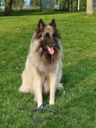 chien Pepper au parc