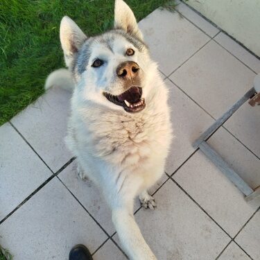 aramis donne la patte