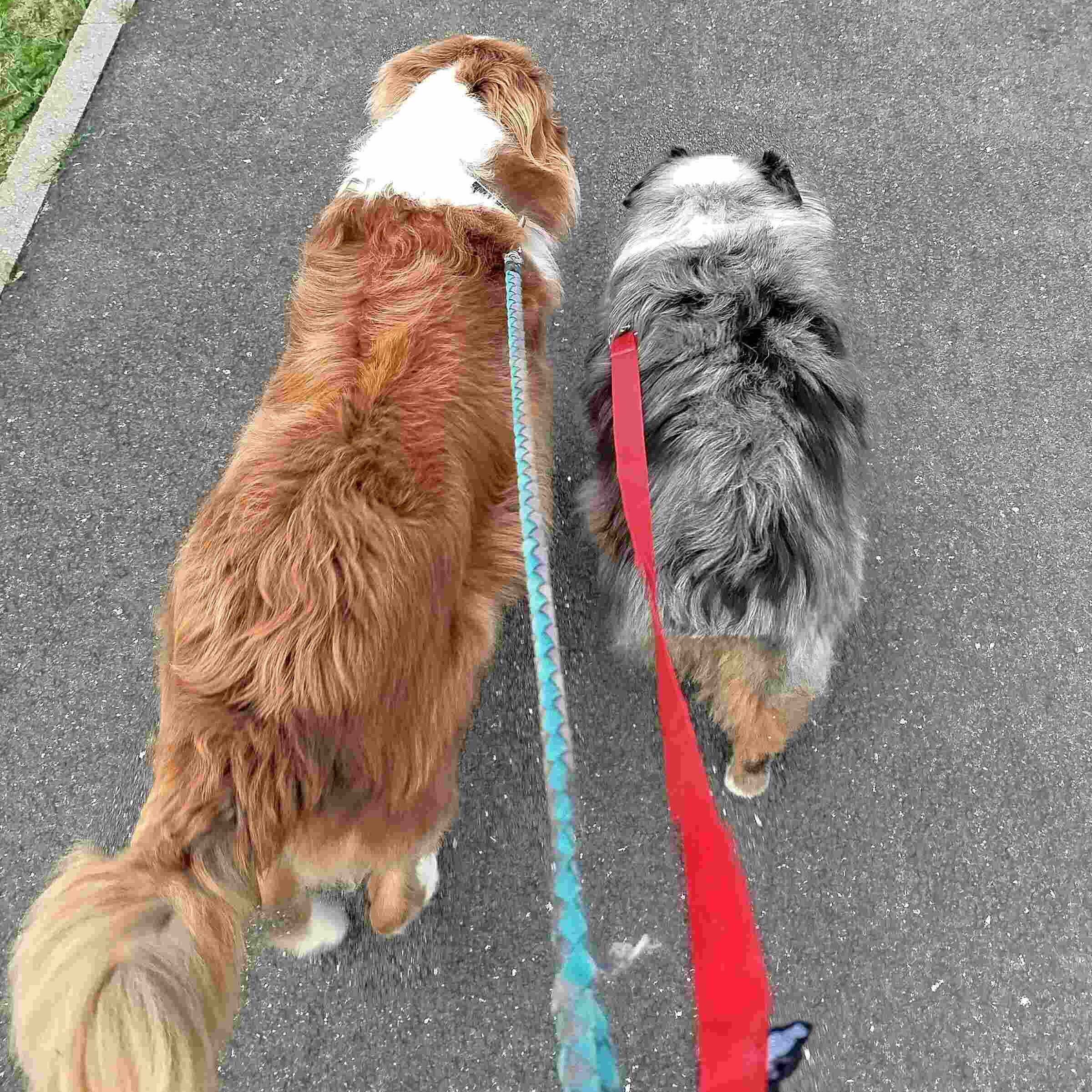 olly et perle en laisse