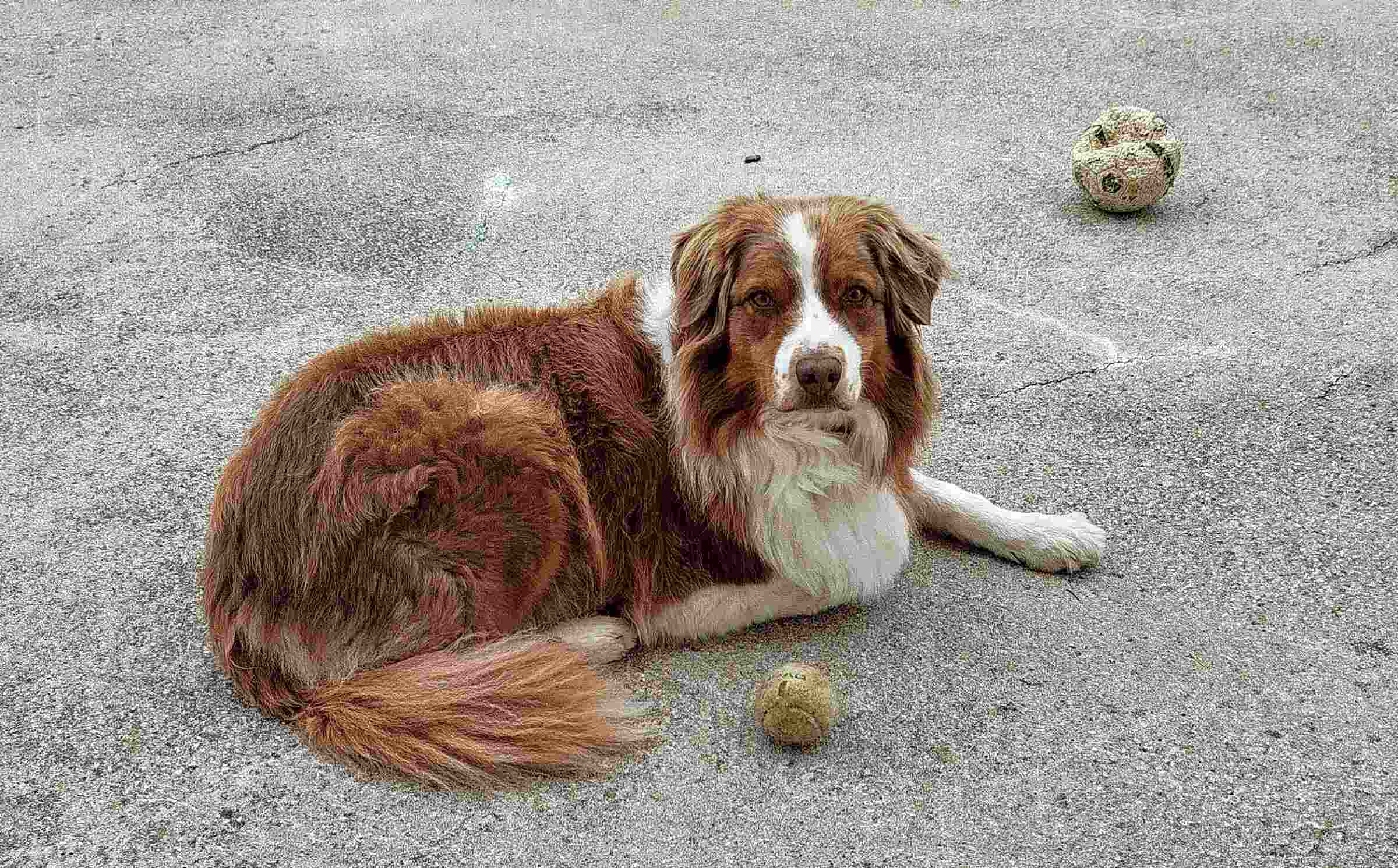 oly REFAIRE olly attend pour jouer