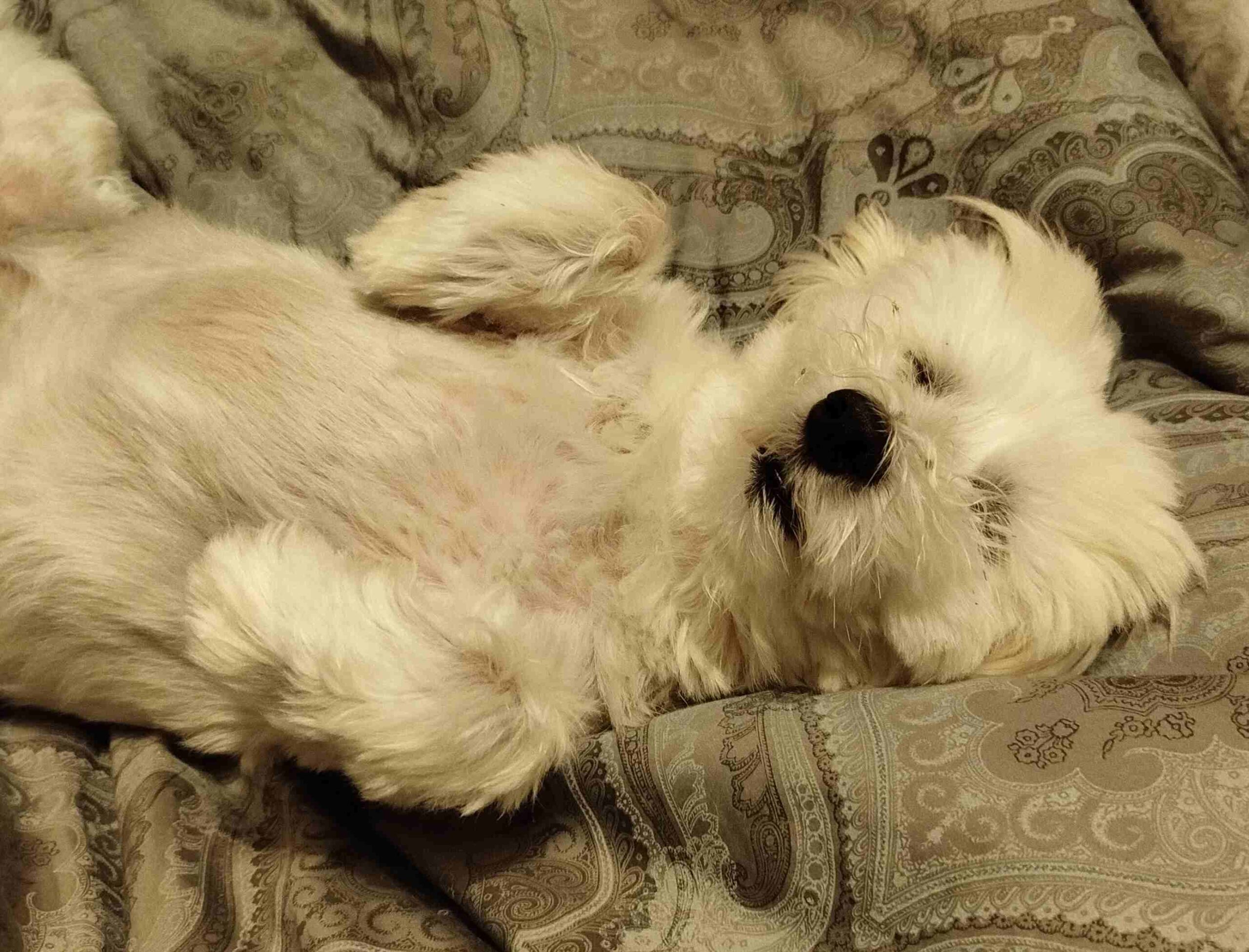 petit dors Petit qui dors sur le lit