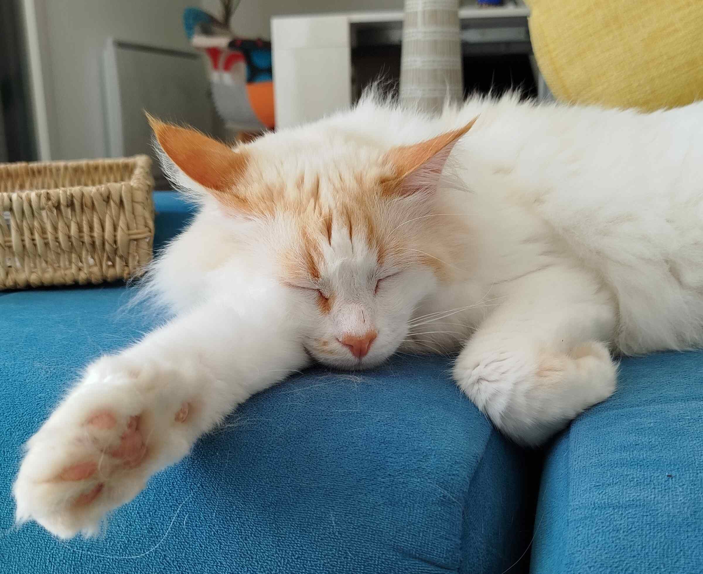 sharky dors sharky dort sur le canapé